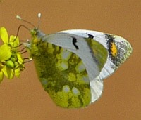 Sooty Orange Tip in northern Palencia